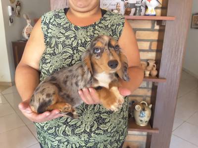 DE VITA KENNEL -DACHSHUND P LONGO ARLEQUIM BRANCO