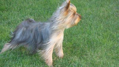 Yorkshire terrier