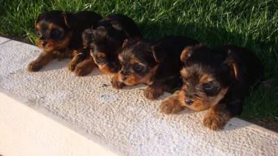 Yorkshire terrier