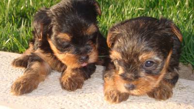 Yorkshire terrier