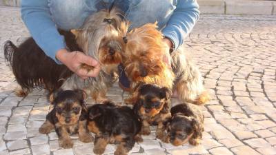 Yorkshire terrier