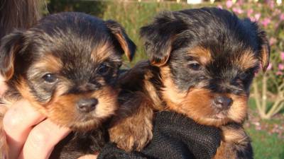 Yorkshire terrier