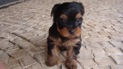 Yorkshire terrier