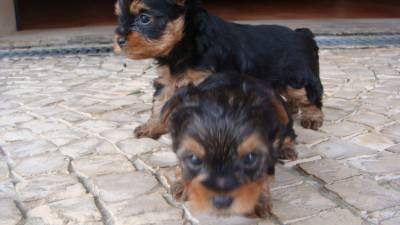 Yorkshire terrier