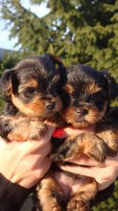 Yorkshire terrier