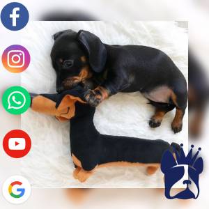 Dachshund Teckel