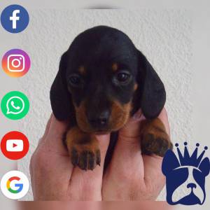 Dachshund Teckel