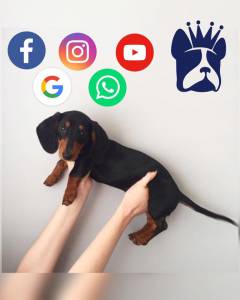 Dachshund Teckel