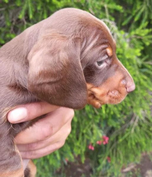 Dachshund Teckel