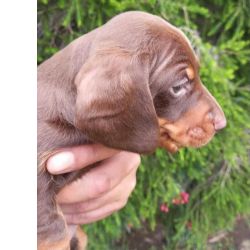 Teckel Dachshund Teckel Porto Gondomar