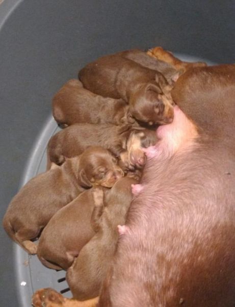 Dachshund Teckel