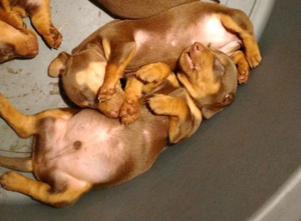 Dachshund Teckel