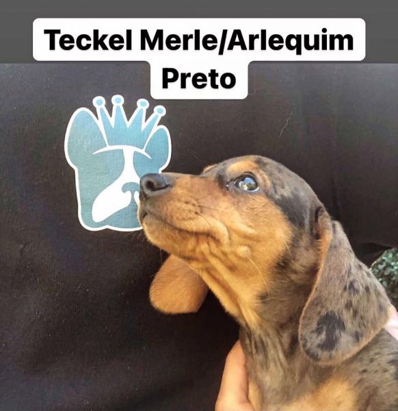 Dachshund Teckel