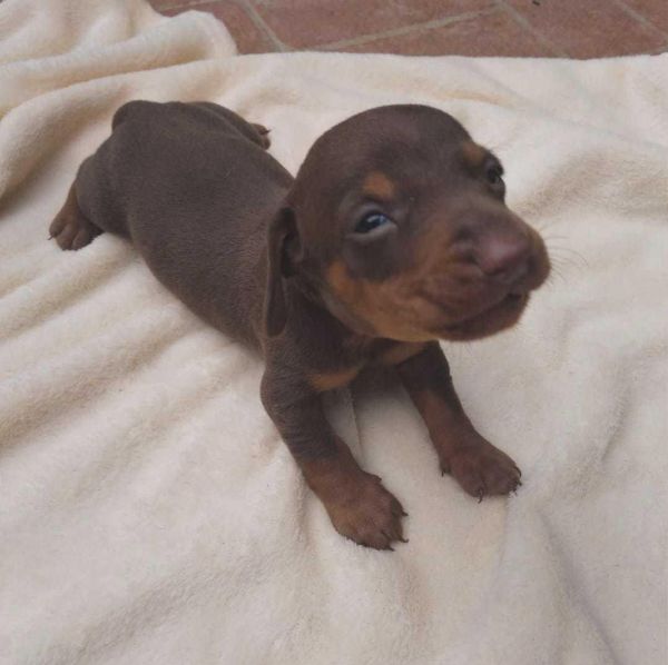 Dachshund Teckel