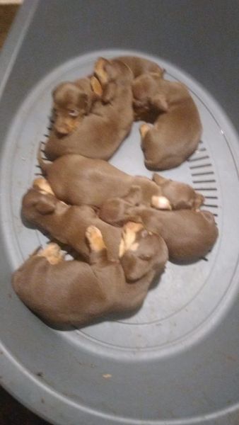 Dachshund Teckel