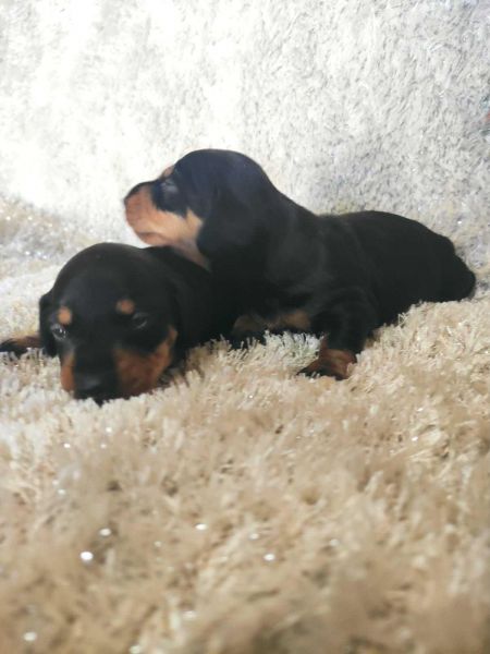 Dachshund Teckel