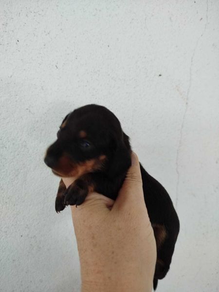 Dachshund Teckel