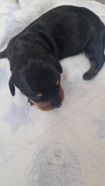 Dachshund Teckel