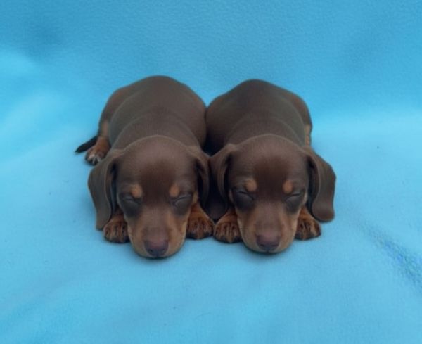 Dachshund Teckel