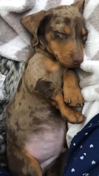 Dachshund Teckel