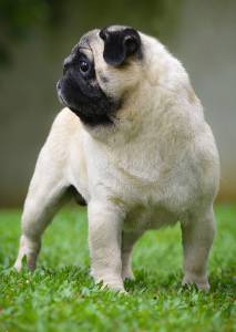 Pug comprar filhotes maravilhosos Enviamos