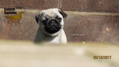 Pug comprar filhotes maravilhosos Enviamos