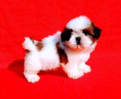 Filhotes de Shih Tzu