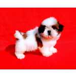 Shih-tzu Filhotes de Shih Tzu Santa Catarina Santo Amaro Da Imperatriz