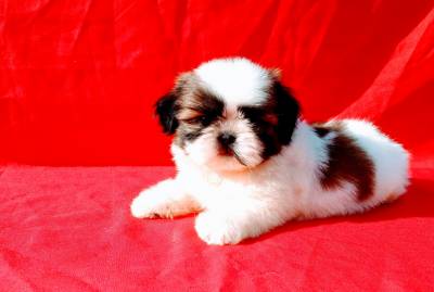 Filhotes de Shih Tzu