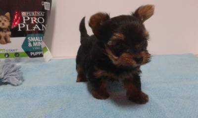 Yorkshire Terrier