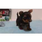 Yorkshire Terrier Yorkshire Terrier Setbal Sesimbra