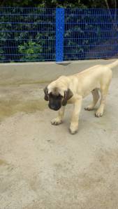 Filhotes de Mastiff Ingls