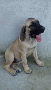 Filhotes de Mastiff Ingls