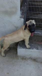 Filhotes de Mastiff Ingls