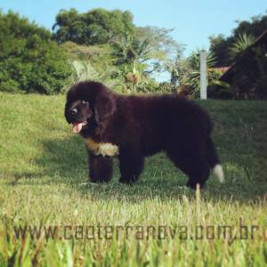 Filhotes Terranova Newfoundland Dog