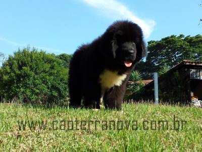 Filhotes Terranova Newfoundland Dog