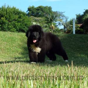 Filhotes Terranova Newfoundland Dog