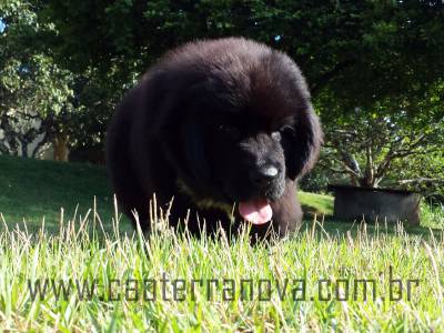 Filhotes Terranova Newfoundland Dog