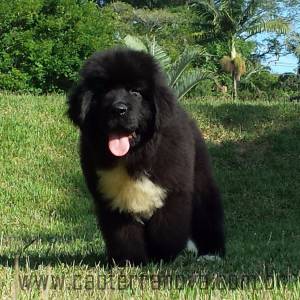 Filhotes Terranova Newfoundland Dog