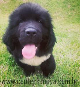 Filhotes Terranova Newfoundland Dog