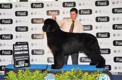 Filhotes Terranova Newfoundland Dog