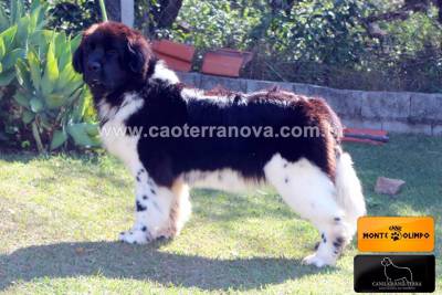 Filhotes Terranova Newfoundland Dog