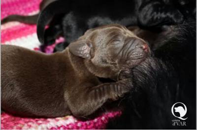 Ninhada de Labrador Retriever Castanhos e Pretos