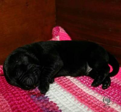 Ninhada de Labrador Retriever Castanhos e Pretos