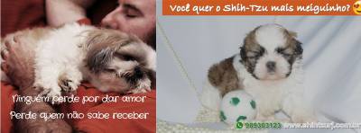 Shih-Tzu filhotes - Canil Especializado