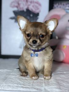 Chihuahua pelo longo Macho micro