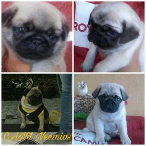 pug otimo padrao