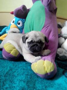 pug otimo padrao