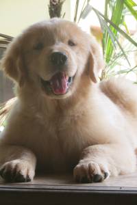 lindo filhotes de goden retriever lindo filhotes de goden retriever