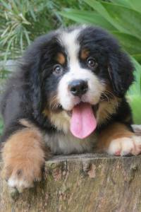 filhotes de bernese mountain dog